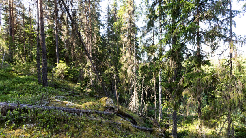 Kangasmetsää oikealle viettävässä rinteessä